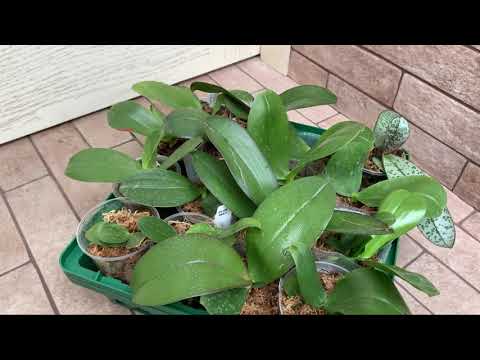 Видео: РАКЕТНОЕ ТОПЛИВО ДЛЯ ОРХИДЕЙ / из 1,7 до цветения за 8 месяцев