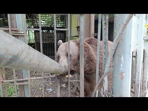 Видео: 10) На зиму в Абхазию -4. Потапыч