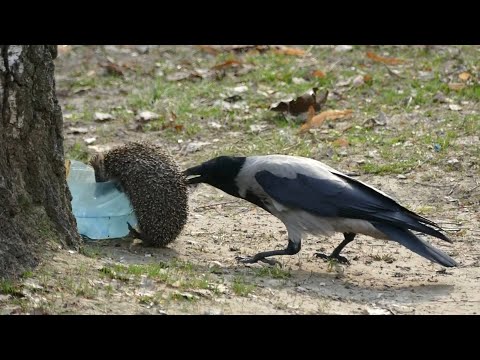 Видео: Ворона в Деле! Ворона против крысы, чайки, ежа, собаки, кошки...