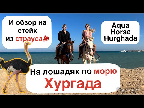 Видео: На лошадях по морю. Обзор на стейк из страуса. Хургада.