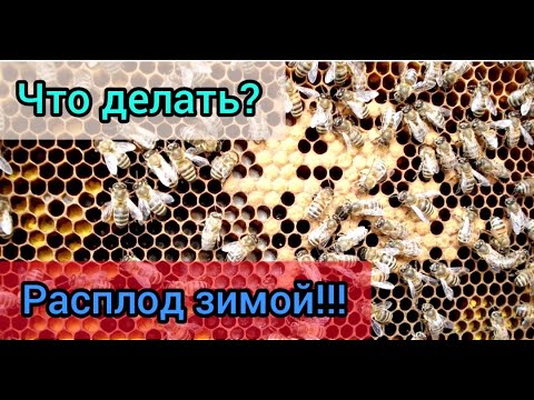 Видео: Погнали расплод зимой что делать?