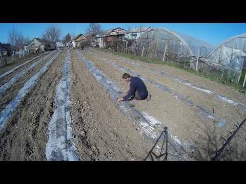 Видео: Высадка кабачка в мульчирующую пленку