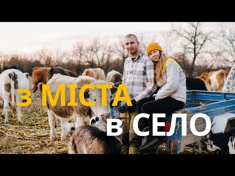 Видео: Переїхали в село, де вільно гуляють корови