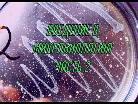 Видео: Введение в микробиологию. Часть 2. Экология бактерий