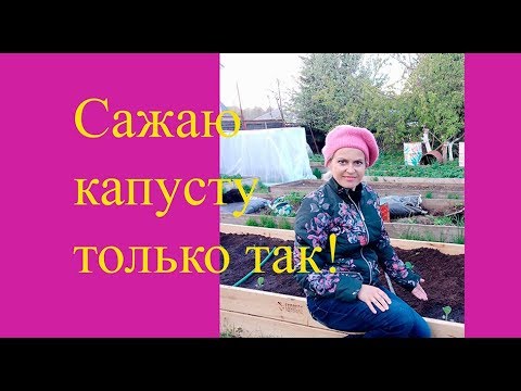 Видео: Посадка капусты