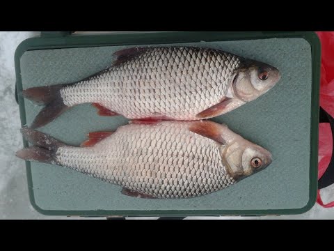 Видео: ЗИМНЯЯ РЫБАЛКА.ЛОВЛЯ КРУПНОЙ ПЛОТВЫ В ГЛУХОЗИМЬЕ