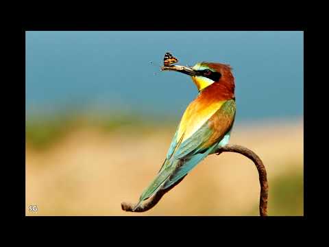 Видео: Паустовский К.Г. Повесть о жизни. Вода из реки Лимпопо