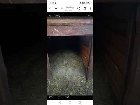 Видео: Летняя будка льва. Для тех, кто верит в "обогреваемую лампой будку" фото Стаса Ермолина