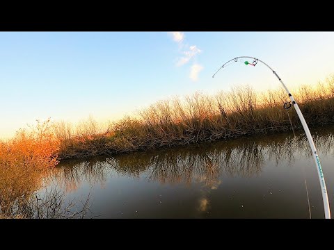 Видео: О ТАКОМ КЛЁВЕ ТОЛЬКО МЕЧТАТЬ!!! ЖОР КАРАСЯ НА КУКУРУЗУ! СПИННИНГИ-КОРМАКИ В ДЕЛЕ. Рыбалка 2022.