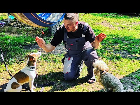 Видео: Джек-Рассел терьер. Занятие на концетрацию внимания.