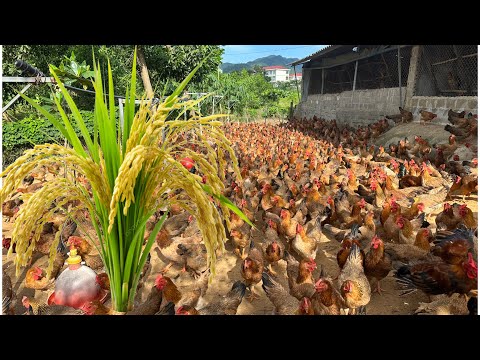 Видео: Сельскохозяйственный цикл кукурузы, курицы и риса – самоподдерживающаяся экосистема