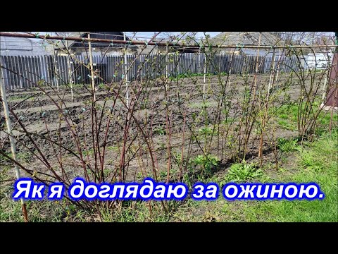 Видео: Як я доглядаю за ожиною.