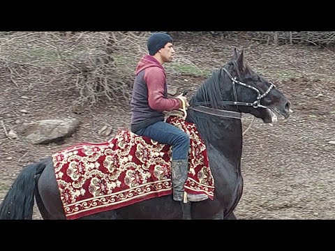 Видео: САРШАВИИ МУСОБИКАИ БУЗКАШИ ТАВИЛДАРА СЕГОДНЯ