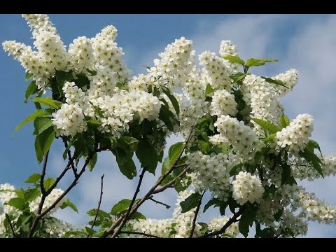 Видео: Wszystko - "Черемшина" Муз. Василя Михайлюка Сл. Миколи Юрійчука