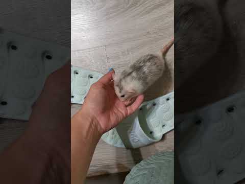 Видео: Сестры-крысы 