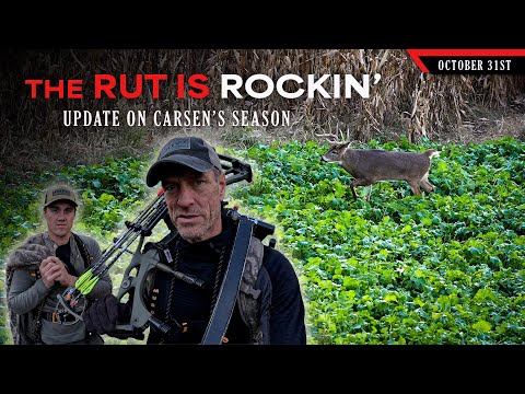 Видео: Полная гона – прерванная охота на канаву | Охота на белохвостых оленей с луком и Биллом Уинке