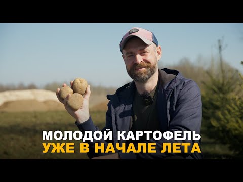 Видео: УЖЕ В ИЮНЕ У ВАС БУДЕТ МОЛОДОЙ КАРТОФЕЛЬ. Что нужно знать при посадке картофеля для раннего урожая.