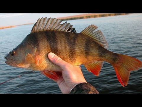 Видео: Պերկեսի ձկնորսություն Հայաստանում 2025/Рыбалка на окуня в Армении 2025