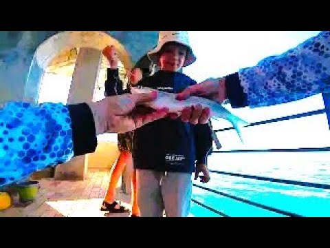 Видео: Морская рыбалка в Абхазии июль 2024 г.