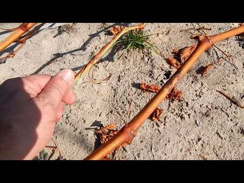 Видео: Не обрезайте, рано виноград . Лоза, опять выпреет.