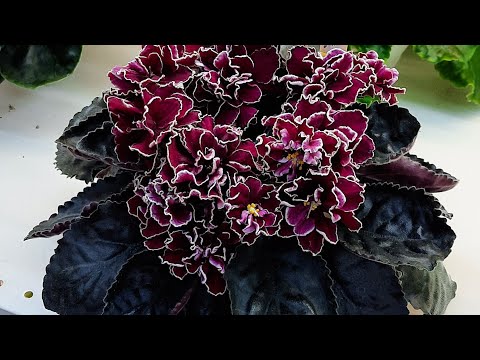 Видео: Выставка фиалок. Мои покупки.