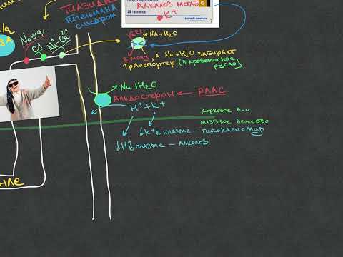 Видео: Нефрология - Дистальный извитой каналец - Урок 3
