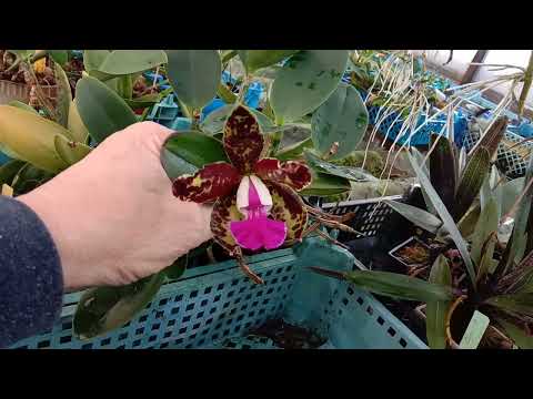 Видео: Прогулка по моей Орхидейной теплице в 2024 году.
