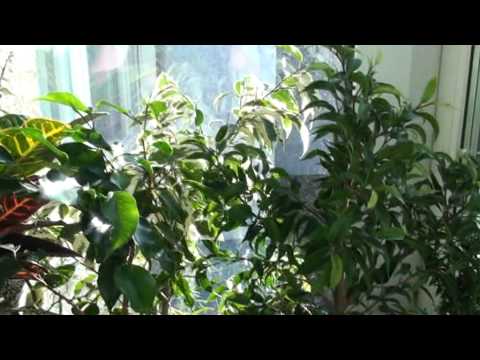 Видео: Зимний сад.mpg