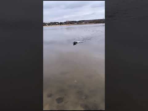 Видео: Прикормочный кораблик D12F высокоскоростной,обзор.