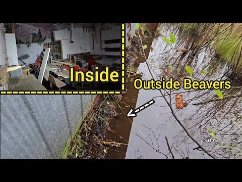 Видео: Ресторан Beavers Flood