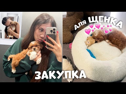 Видео: Первые ПОКУПКИ для ЩЕНКА