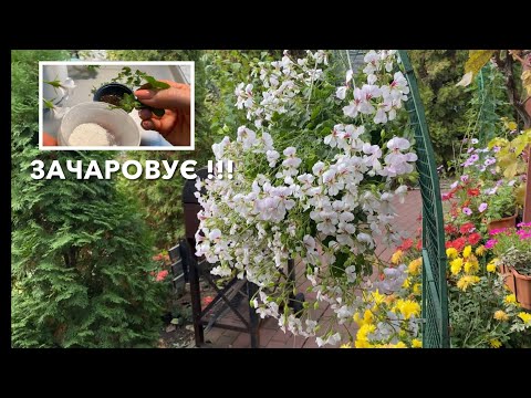 Видео: Розкішна Рідкісна Пеларгонія Dresden Red Eye - Як вкорінити живець 