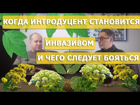 Видео: Борщевик, золотарник, клён ясенелистный и другие