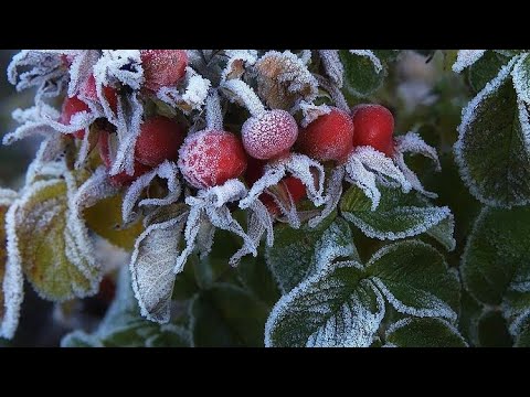 Видео: НИКОГДА НЕ УГАСНЕТ ЛЮБОВЬ 🙏#ЕвгенийКрыгин