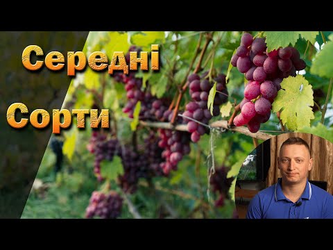 Видео: Середні сорти винограду