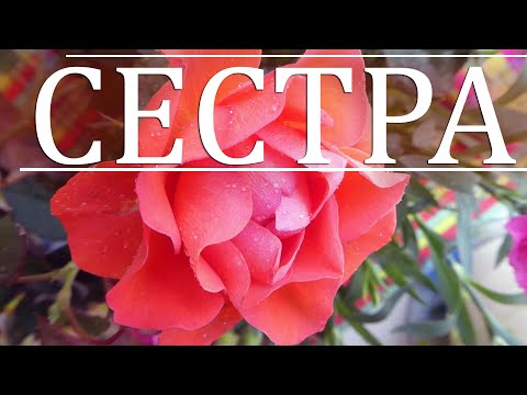 Видео: Любимая сестра (стихи для тебя, моя дорогая).