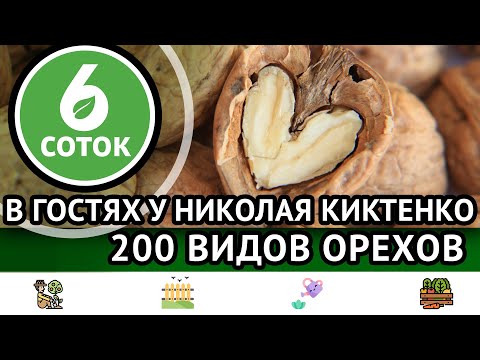 Видео: В гостях у Николая Киктенко #2. 200 видов орехов. 6 соток 17.10.2022