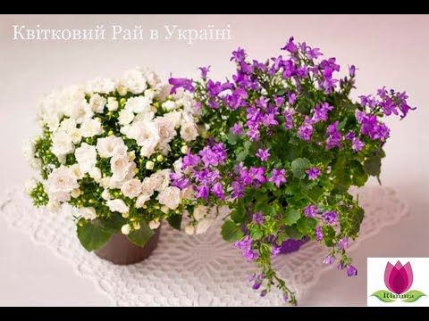 Видео: Кампанула взимку: Догляд та поради