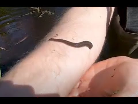 Видео: Болото пиявок#тритон