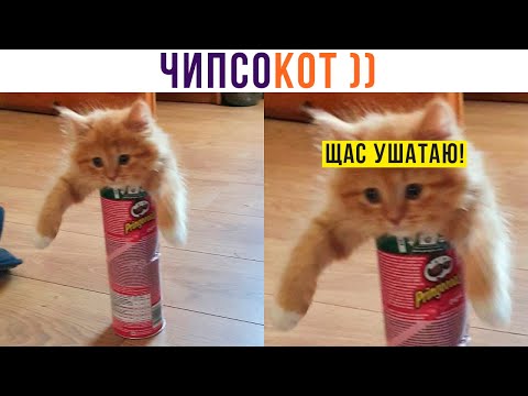 Видео: ЧИПСОКОТ АТАКУЕТ!!!))) Приколы с котами | Мемозг 856