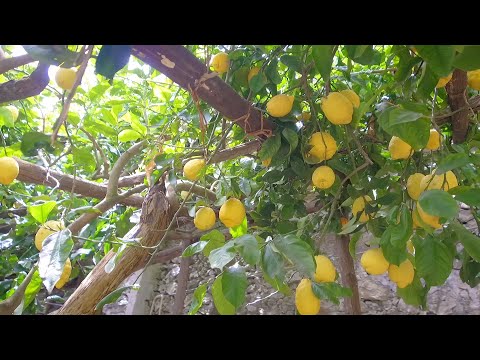 Видео: Food Hunters S06 EP 09 Amalfi / Ловци на храна С06 ЕП 09 Амалфи