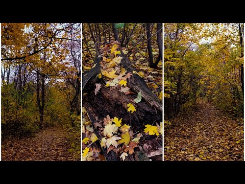 Видео: Осенняя прогулка по пустынному парку.#осень 