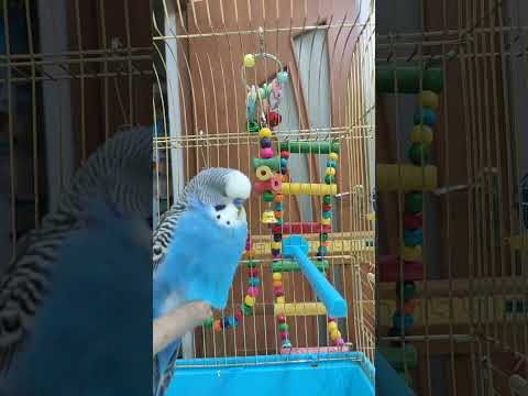 Видео: ✨🎶Говорящий попугай Гоша! LIVE🎤🐦