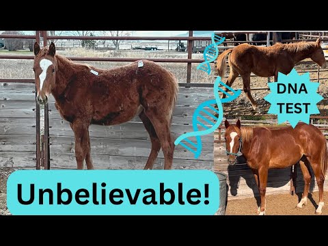 Видео: Какой породы моя спасённая лошадь с аукциона за 25 долларов? РЕЗУЛЬТАТЫ ДНК-теста!
