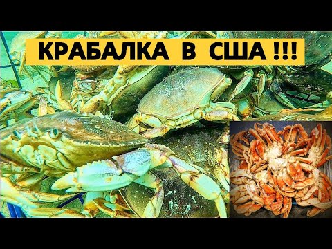 Видео: КРАБОЛОВКИ ТРЕЩАТ ПО ШВАМ !!  МОРСКОЙ ДЕЛИКАТЕС. КРАБЫ ТИХОГО ОКЕАНА В США. КРАБАЛКА ТРУДОВАЯ.