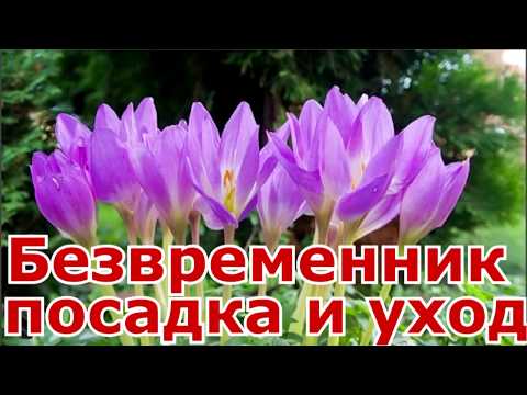 Видео: Безвременник посадка, уход, размножение