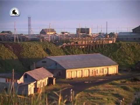 Видео: Мои Командоры