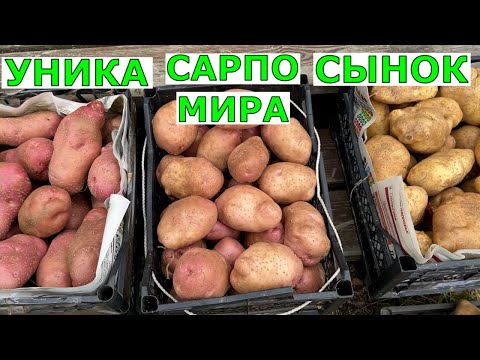 Видео: Почему суперурожайные сорта картофеля не дают урожая? Сорта картофеля  Уника Сарпо мира Сынок
