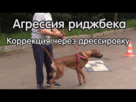 Видео: Коррекция агрессивного поведения риджбека, занятие полностью