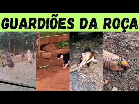 Видео: Животные, которые защищают ваши поля: позаботьтесь о н...